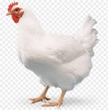 Chicken Broiler Live - 1 Kg