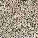 Plain Sunflower Seeds - 100 gm